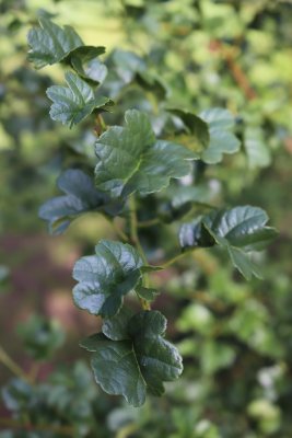 Alnus glutinosa 'Minutifolia' - lístky
